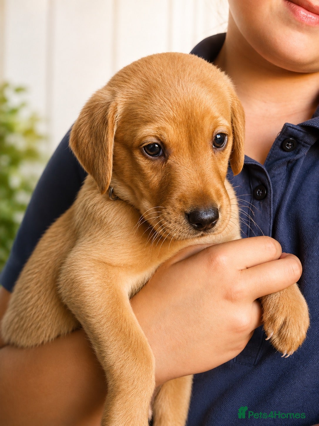 Labrador Retriever dogs Gorgeous Fox Red Labrador Puppies-5 Girls & 4 Boys - Advert 1