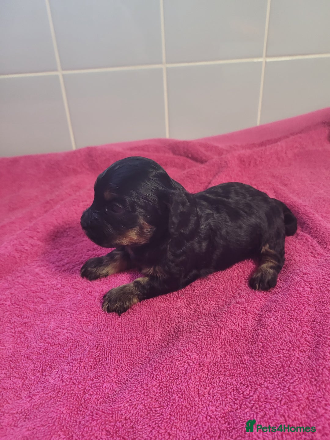 Mixed Breed dogs for sale: Cockapoo x shihpoo - Advert 1