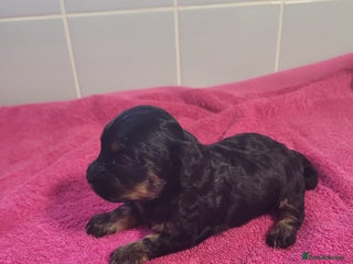 Mixed Breed dogs Cockapoo x shihpoo - Advert 1