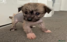 Chinese Crested dogs for sale: HHL Chinese Cresteds  - Image 13