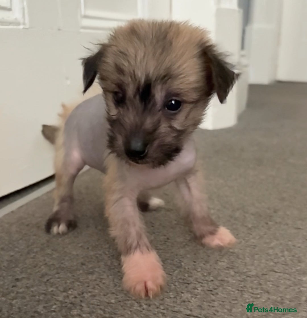 Chinese Crested dogs for sale: HHL Chinese Cresteds  - Image 13