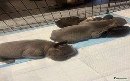 French Bulldog dogs for sale: French bulldogs , one fluffy (like his mum)  - Image 2