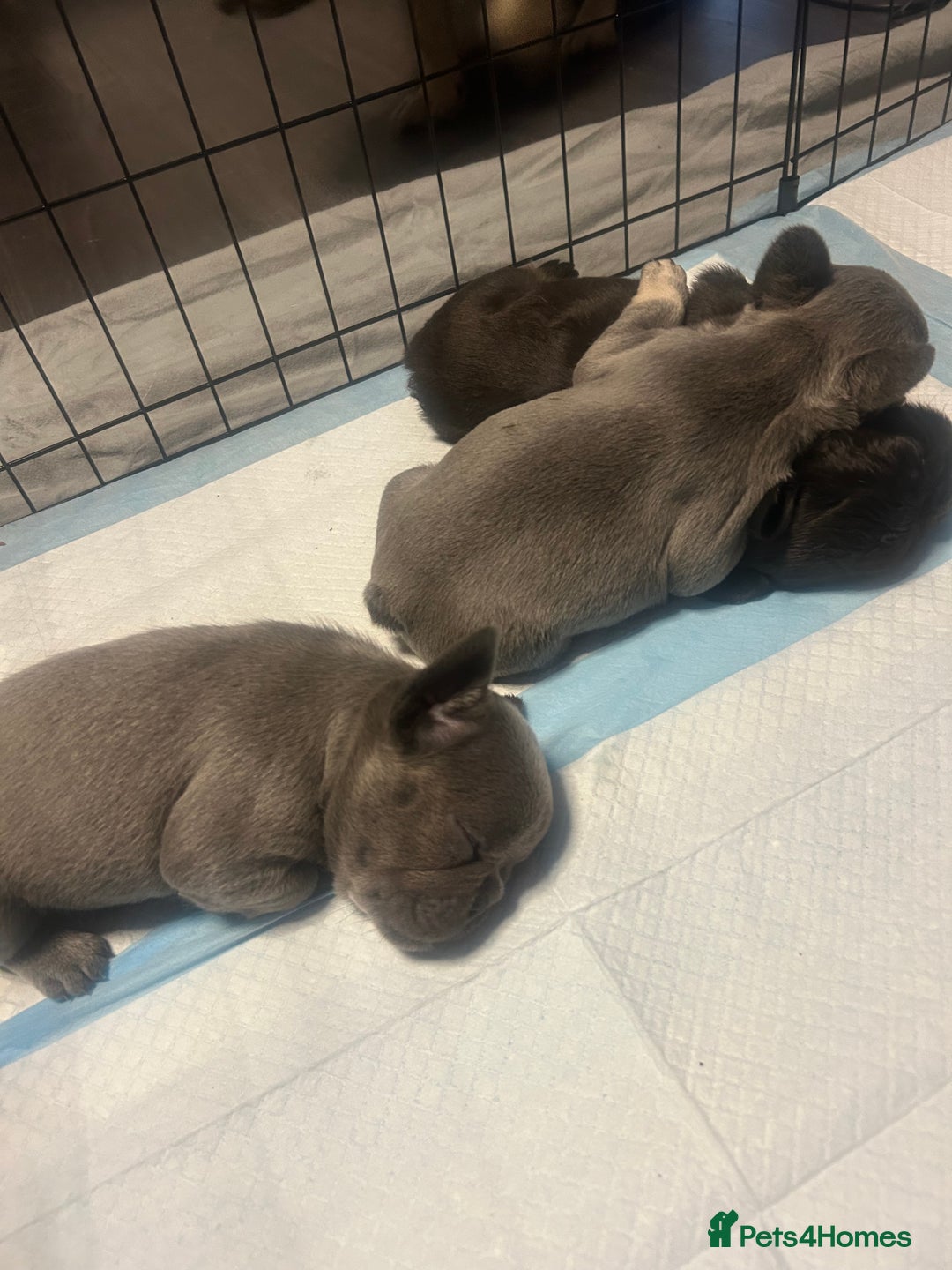 French Bulldog dogs for sale: French bulldogs , one fluffy (like his mum)  - Image 2