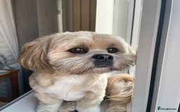 Lhasa Apso dogs for stud: Gorgeous proven KC registered Cooper for **stud** in Pontefract - Image 3