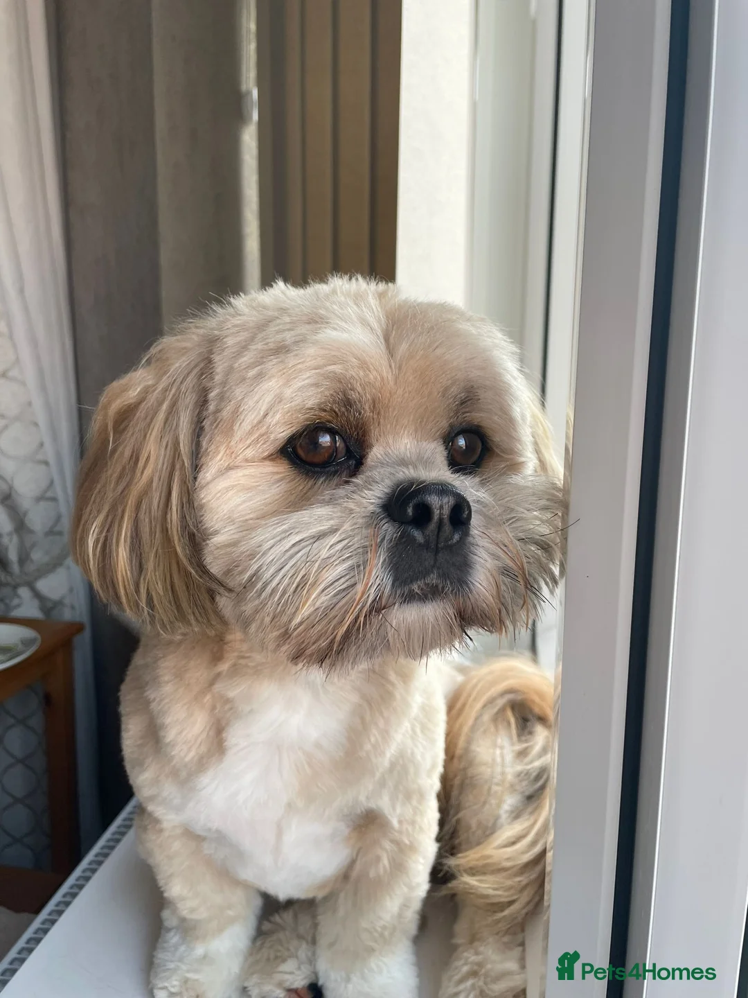 Lhasa Apso dogs for stud: Gorgeous proven KC registered Cooper for **stud** in Pontefract - Advert 3