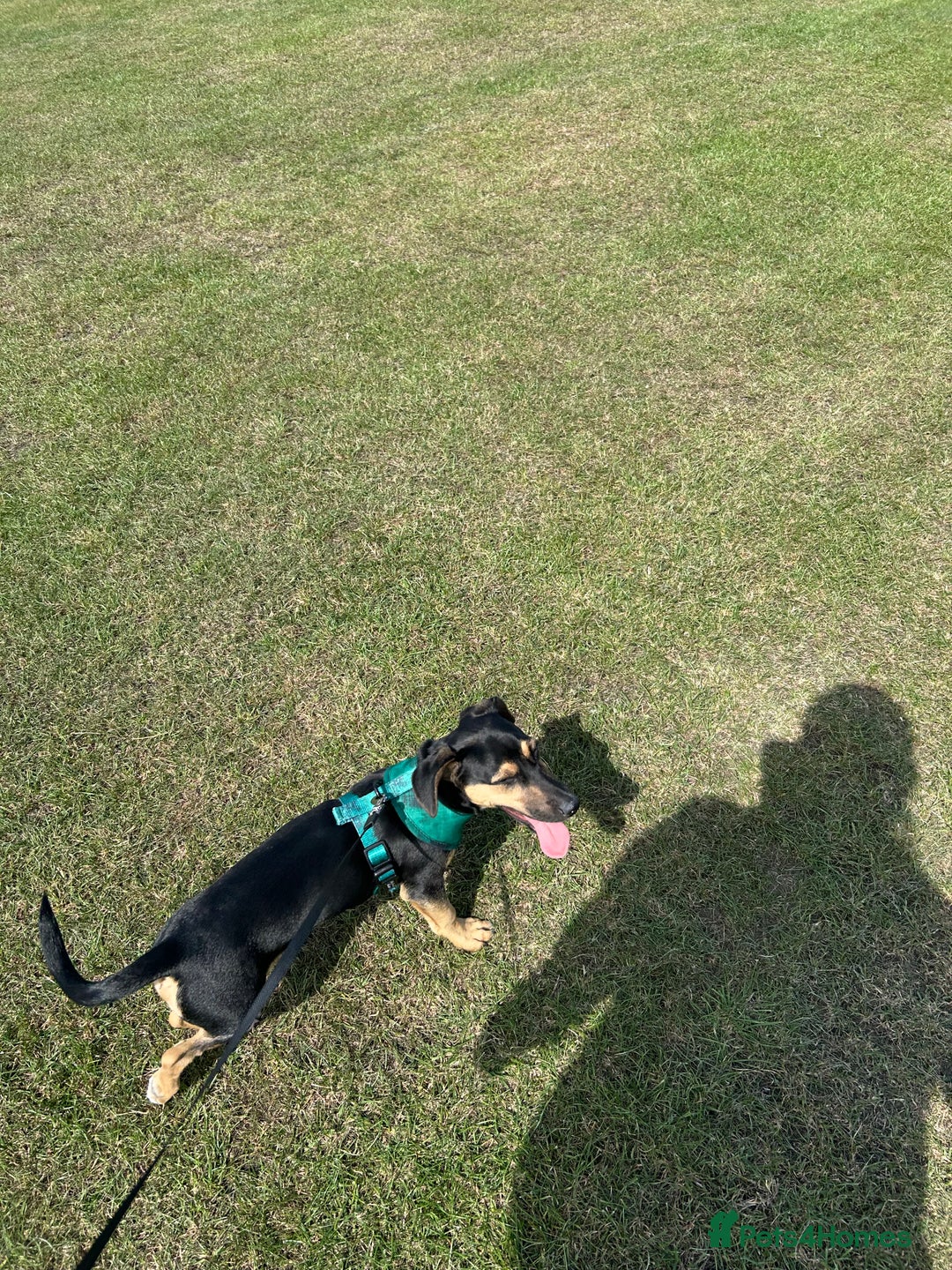 Jack Russell dogs for sale: 1 8 month old Jack Russell for sale - Image 3
