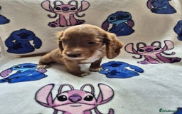 Cocker Spaniel dogs for sale: Working type cocker spaniels - last puppy! - Image 10