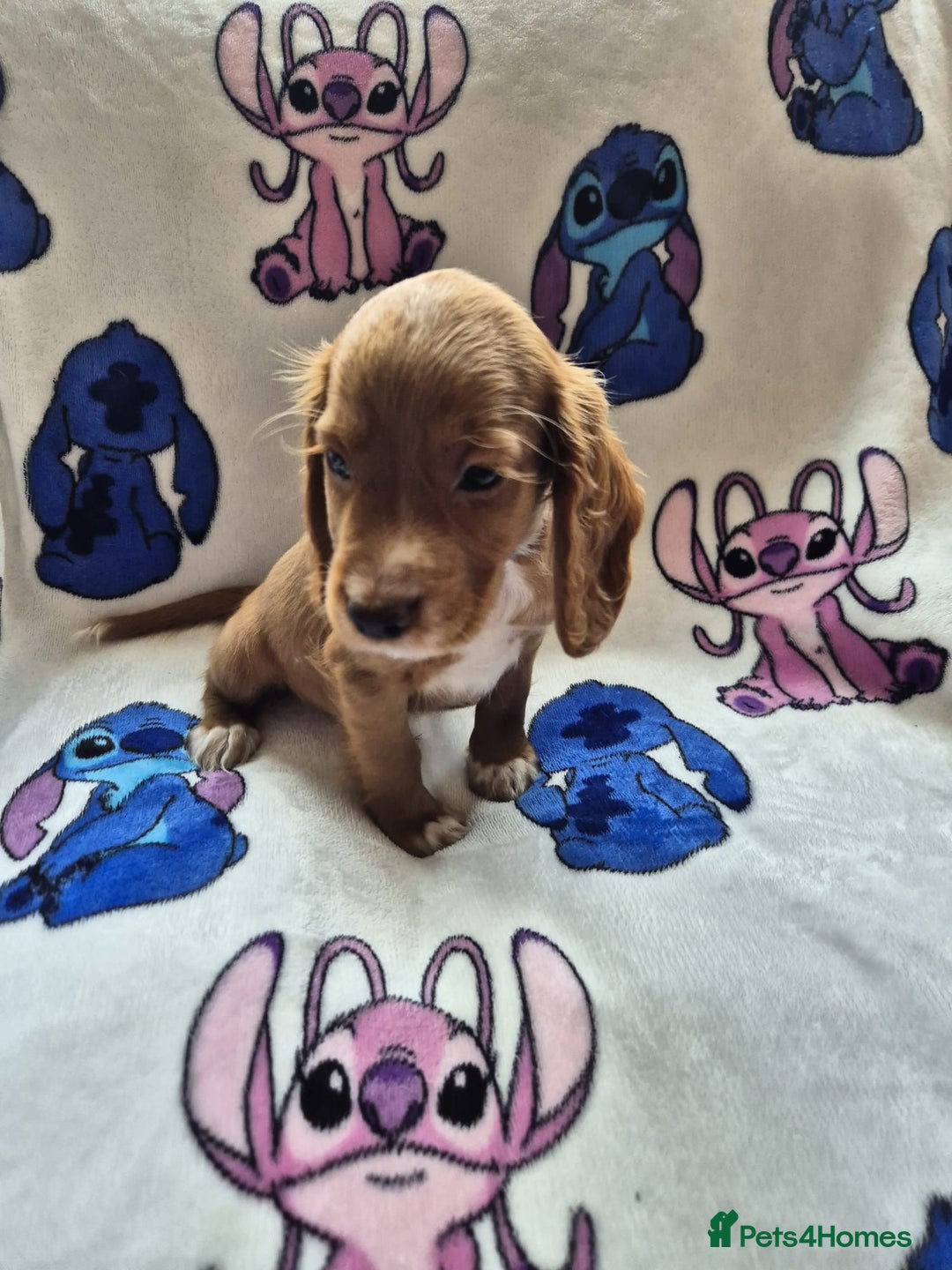 Cocker Spaniel dogs for sale: Working type cocker spaniels - last puppy! - Image 10