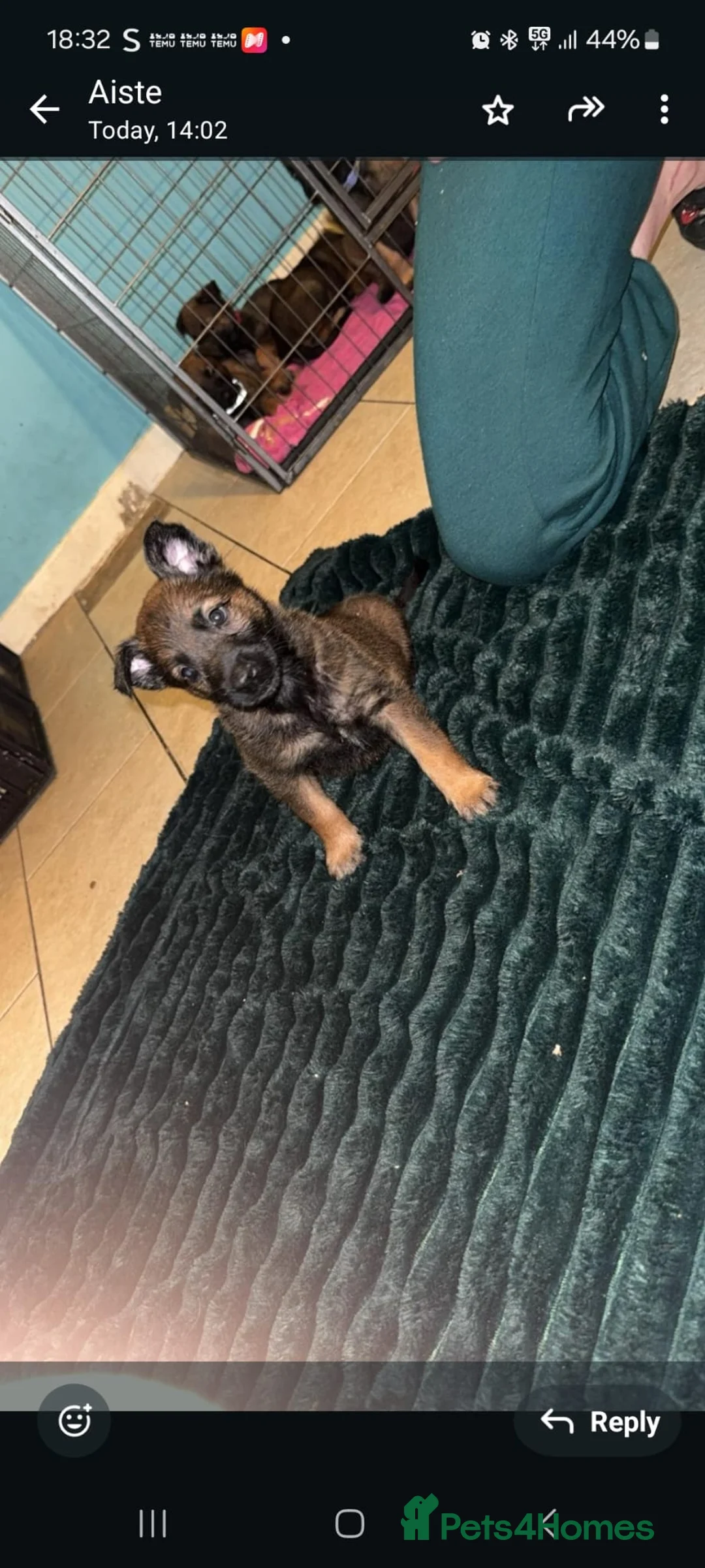 Belgian Shepherd Dog dogs for sale: Belgium malinois puppies  - Advert 15
