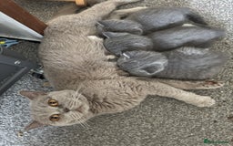 British Shorthair cats for sale: ✨ GCCF/TICA Stunning BSH Kittens – Blue&Bicolour ✨ - Image 13