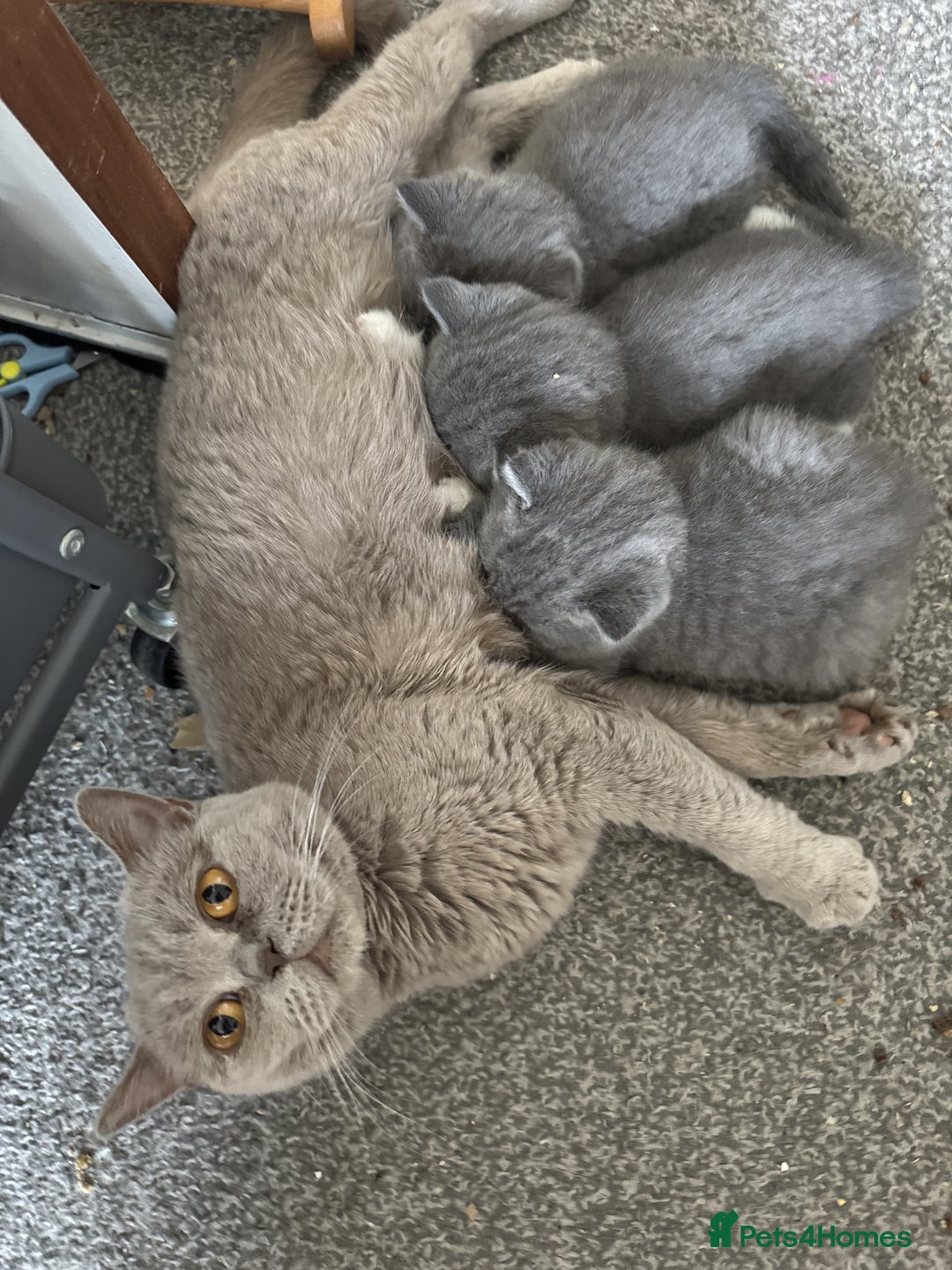 British Shorthair cats for sale: ✨ GCCF/TICA Stunning BSH Kittens – Blue&Bicolour ✨ - Image 13