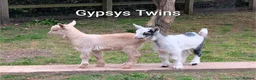 Goats livestock for sale: Pygmy Goats for sale  in Salisbury - Advert 5