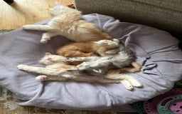 Maine Coon cats for sale: Beautiful rare colour pedigree Maine Coon kittens - Image 24