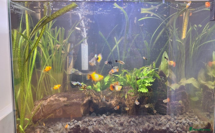 Platies fish - Advert 2
