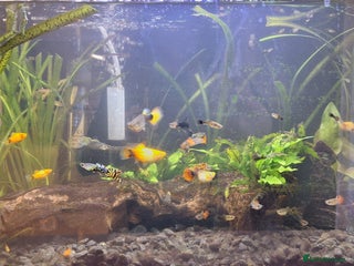 Platies fish - Advert 33