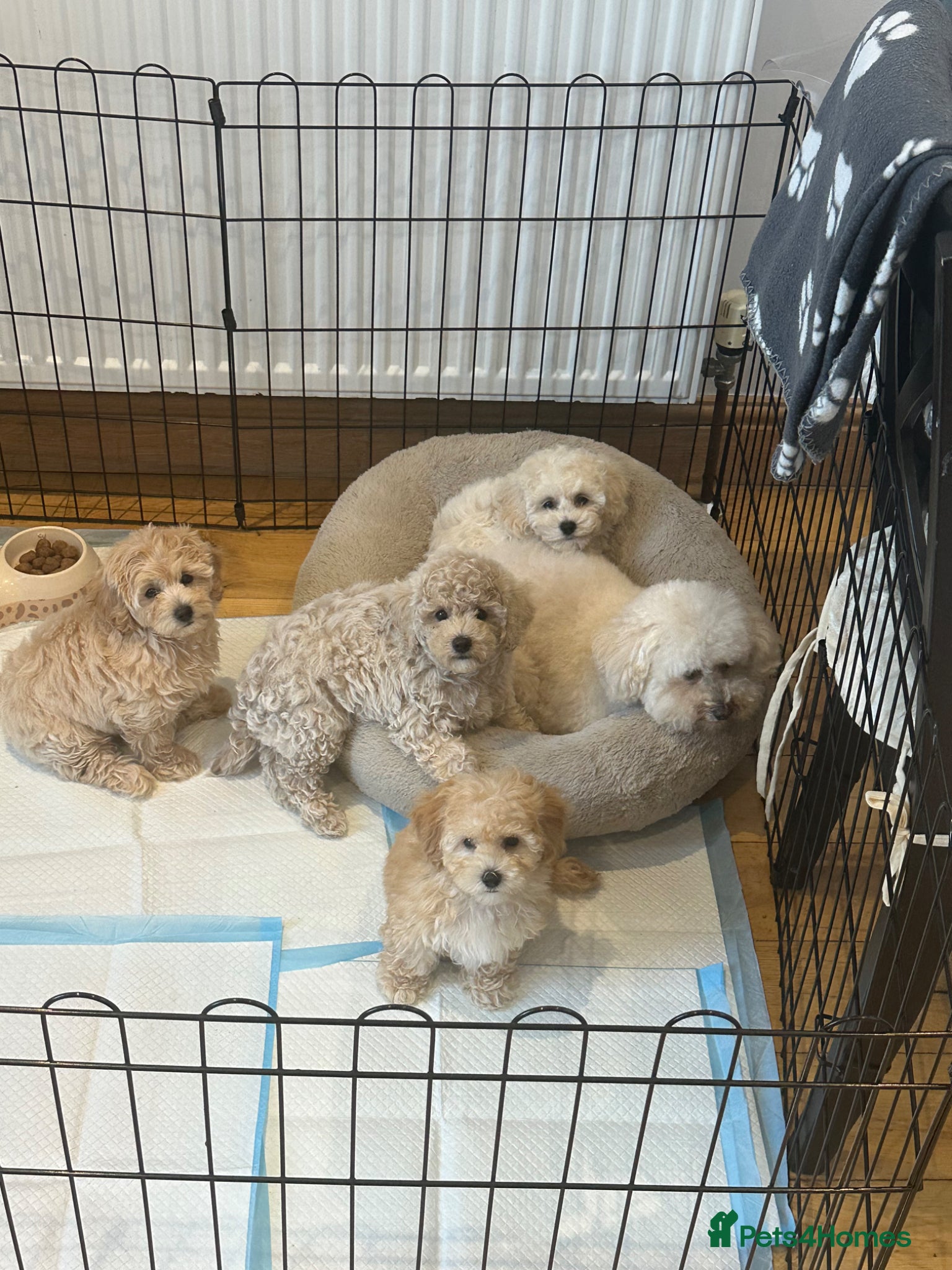 Maltipoo dogs 🐶 Beautiful Maltipoo Boys Available 🐶 - Advert 5