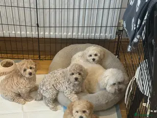 Maltipoo dogs 🐶 Beautiful Maltipoo Boys Available 🐶 - Advert 5