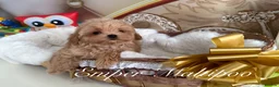 Maltipoo dogs for sale: Tiny teddy Maltipoo- from Asian teddy poodle dad - Advert 7
