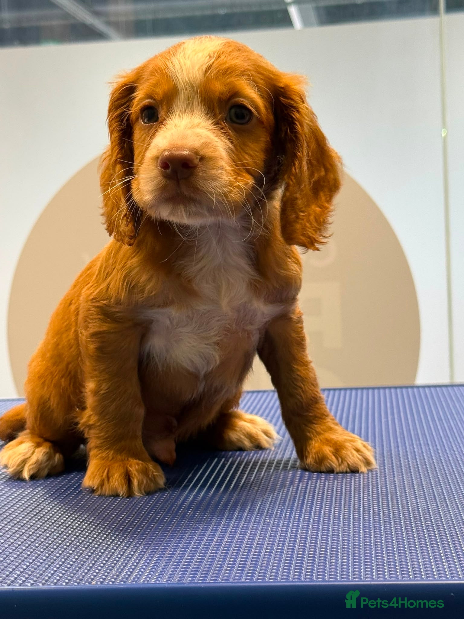 Cocker Spaniel dogs Working Type Cocker Spaniel puppies - Advert 5
