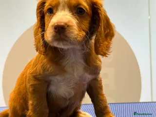 Cocker Spaniel dogs Working Type Cocker Spaniel puppies - Advert 5