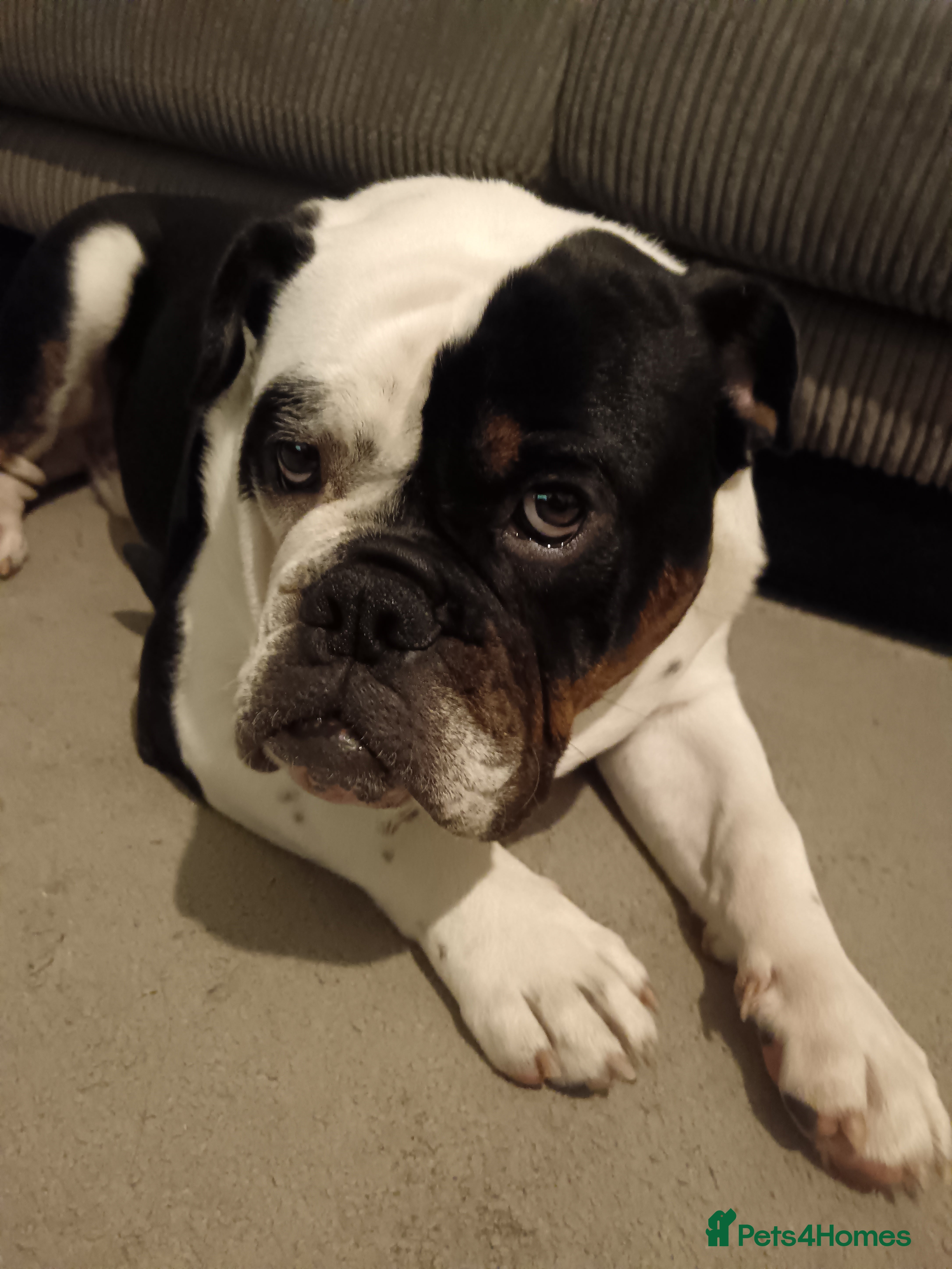 English Bulldog dogs Frank - Advert 2