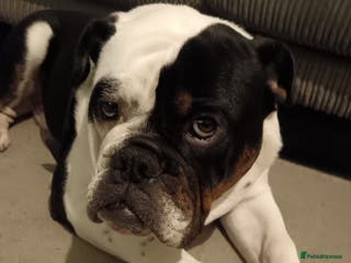 English Bulldog dogs Frank - Advert 8