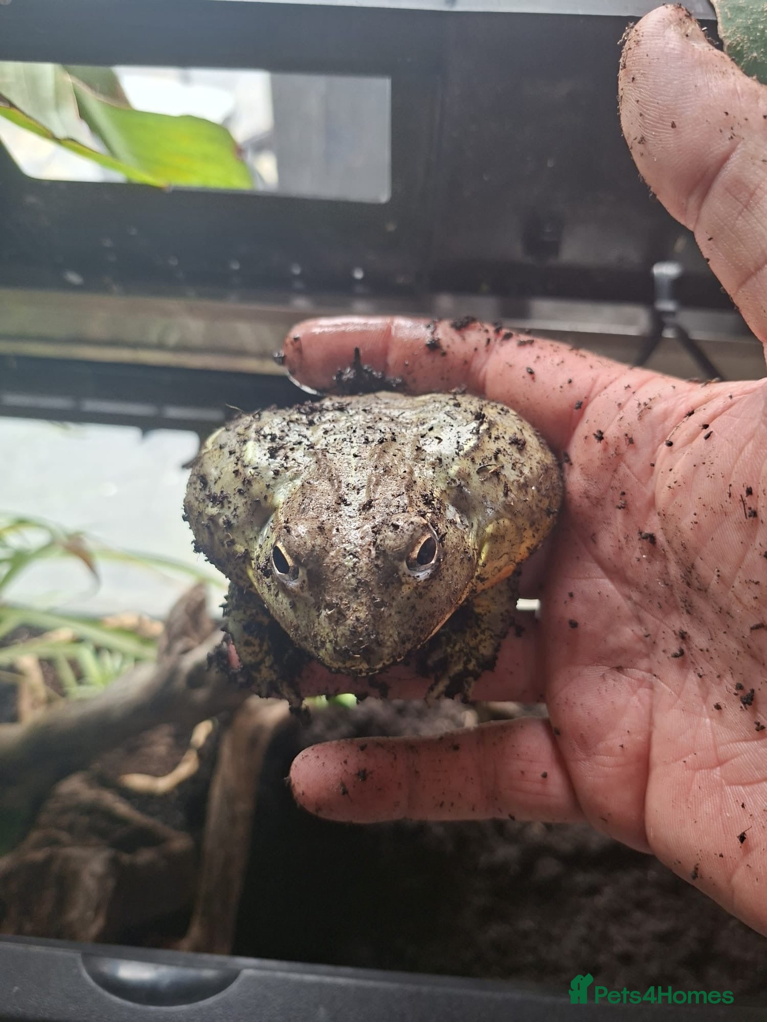 Frog reptiles Gerald the African Bull Frog - Advert 4