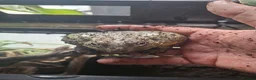 Frog reptiles for sale: Gerald the African Bull Frog - Advert 1