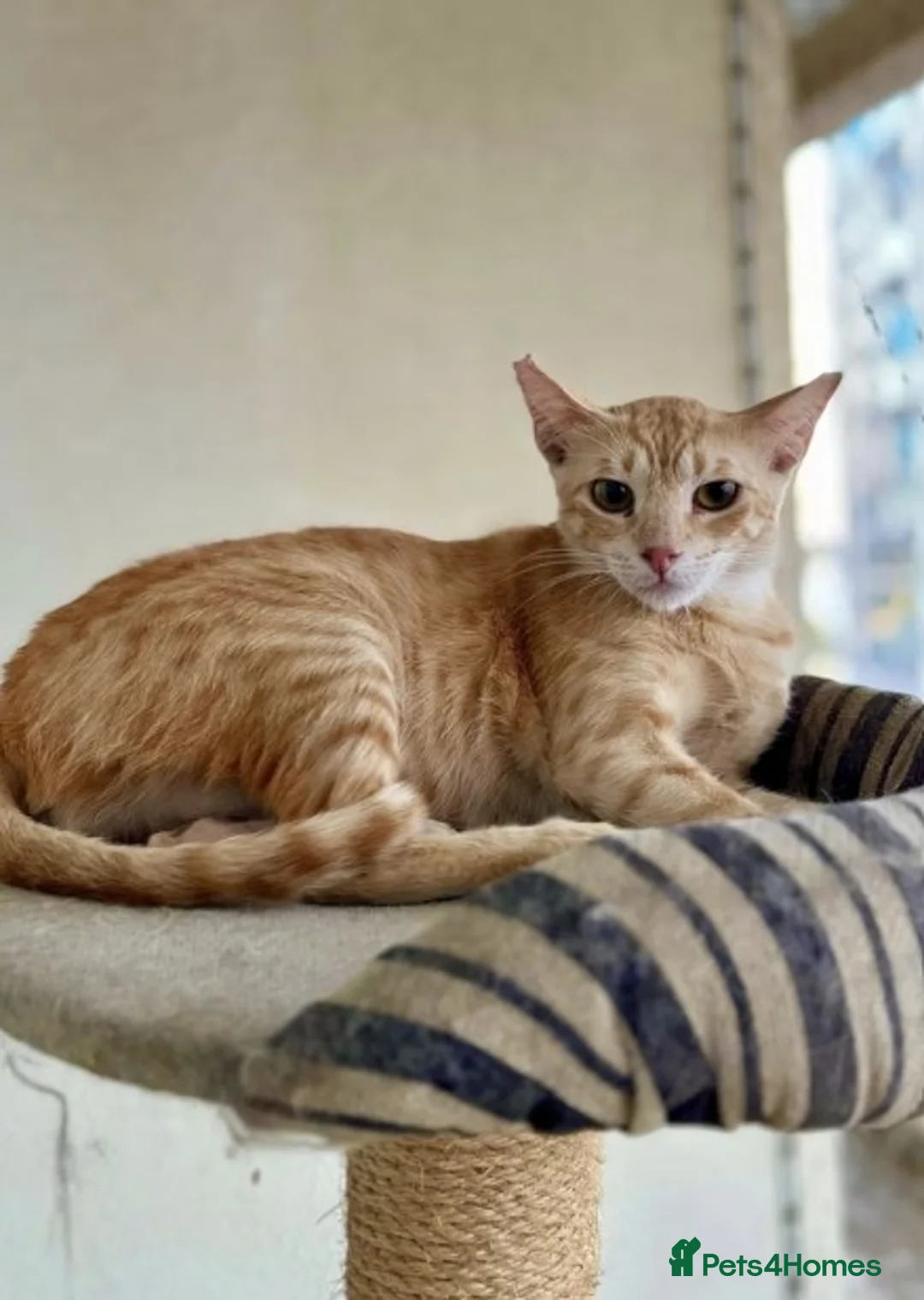 Mixed Breed cats for adoption: Female Ginger Cat for Indoor Adoption - Advert 2