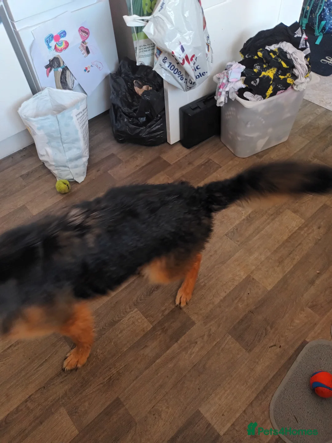 German Shepherd dogs for sale: German shepherd needs a new home  in Knaresborough - Advert 2