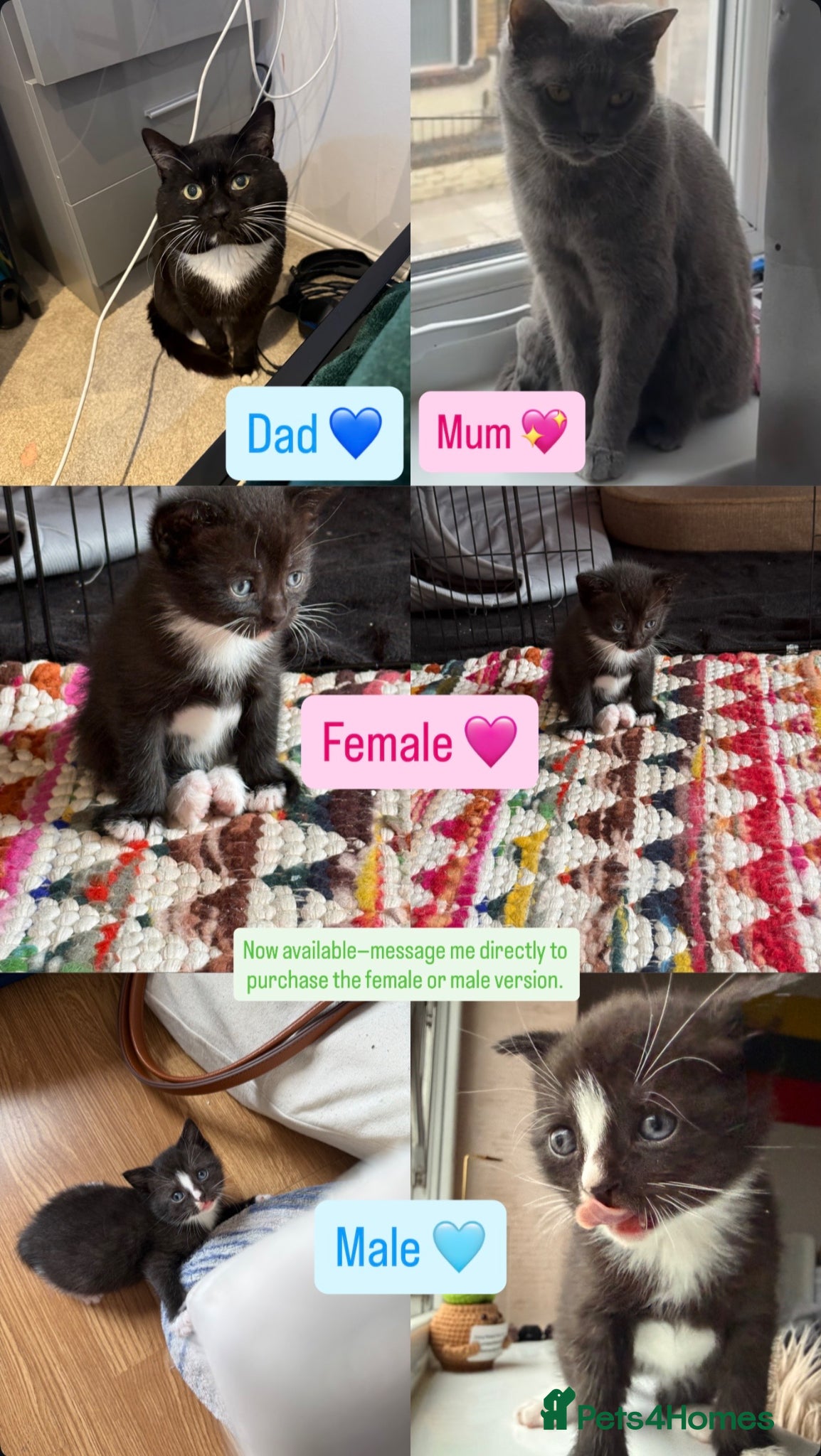 Mixed Breed cats for sale: Two adorable kitten, looking for a nice owners  in Liverpool - Advert 1