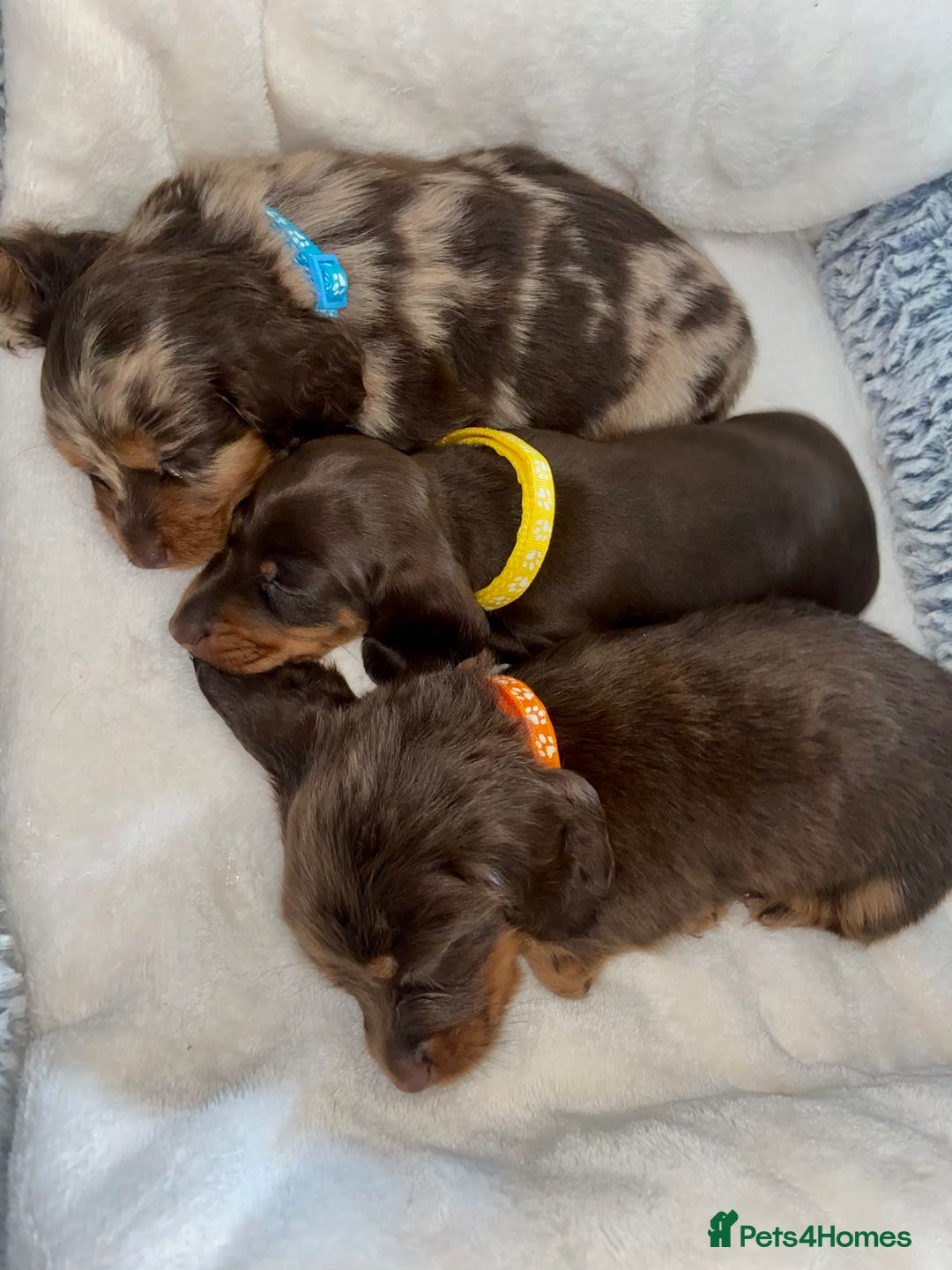Miniature Dachshund dogs for sale: KC Championship line miniature dachshunds  - Image 17