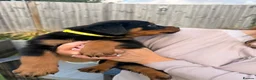 Rottweiler dogs for sale: Not tobe missed Beautiful strong healthy pups  - Advert 9