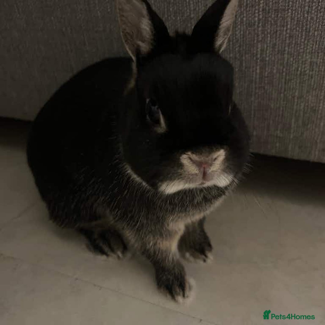 Netherland Dwarf rabbits for sale: Netherland dwarf for rehoming - Image 4