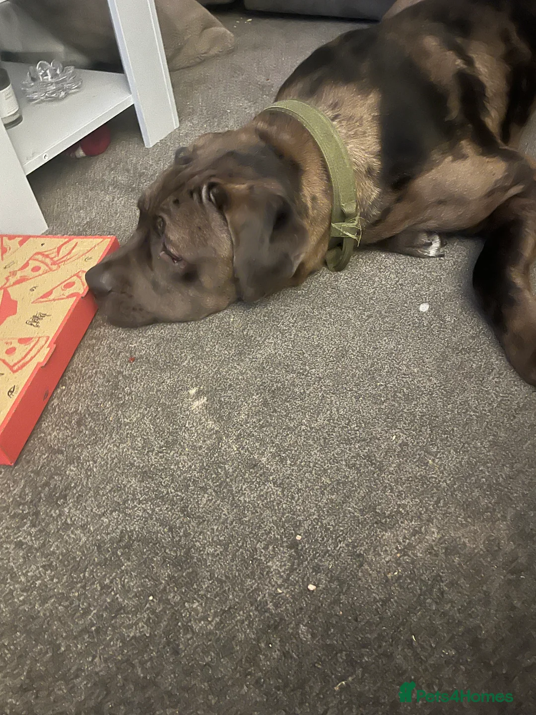 Mixed Breed dogs for sale: Cane Corso Merle male  - Advert 2