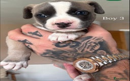 Mixed Breed dogs for sale: “FrenchieStaff” Puppy - Image 5