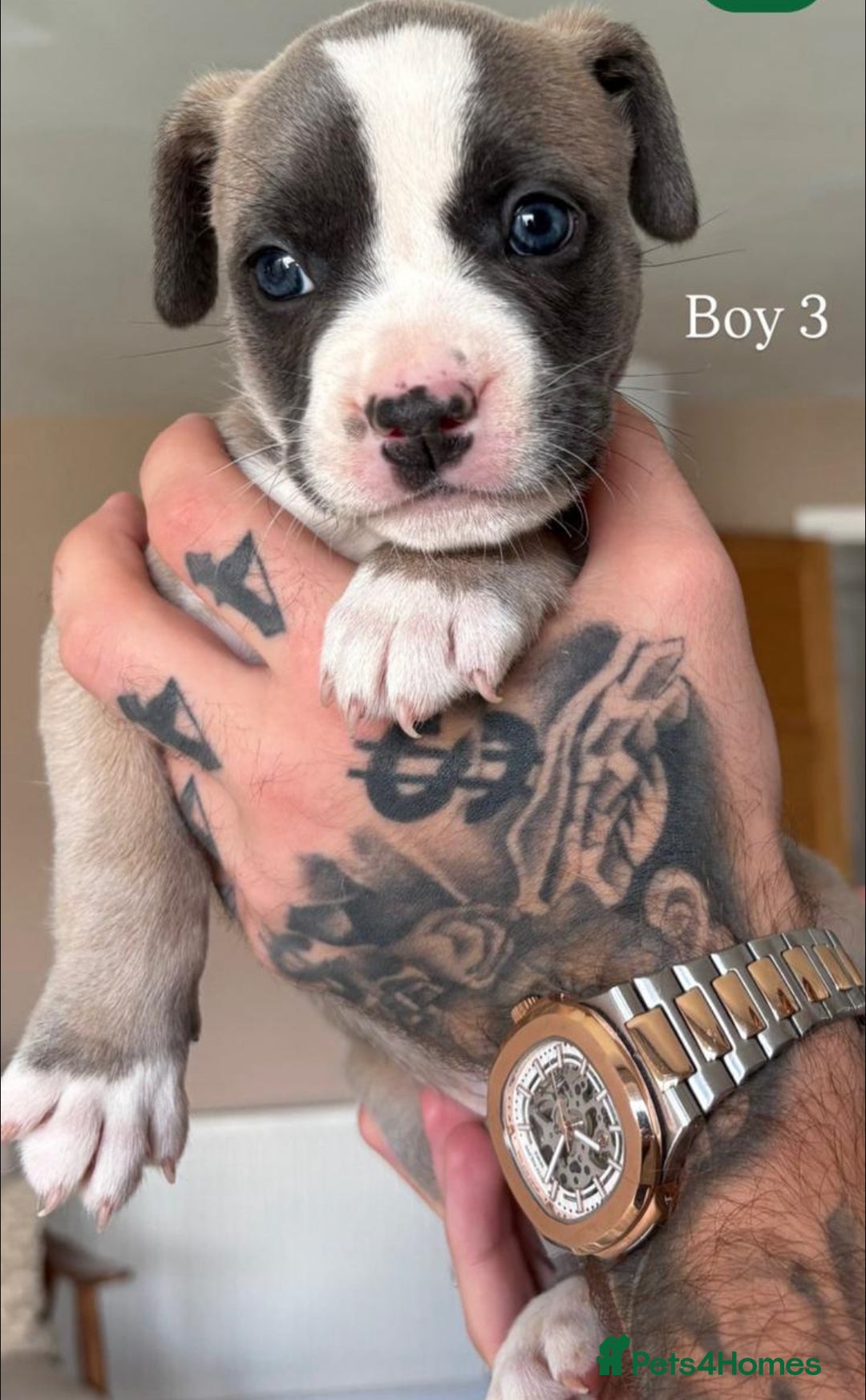 Mixed Breed dogs for sale: “FrenchieStaff” Puppy - Image 5
