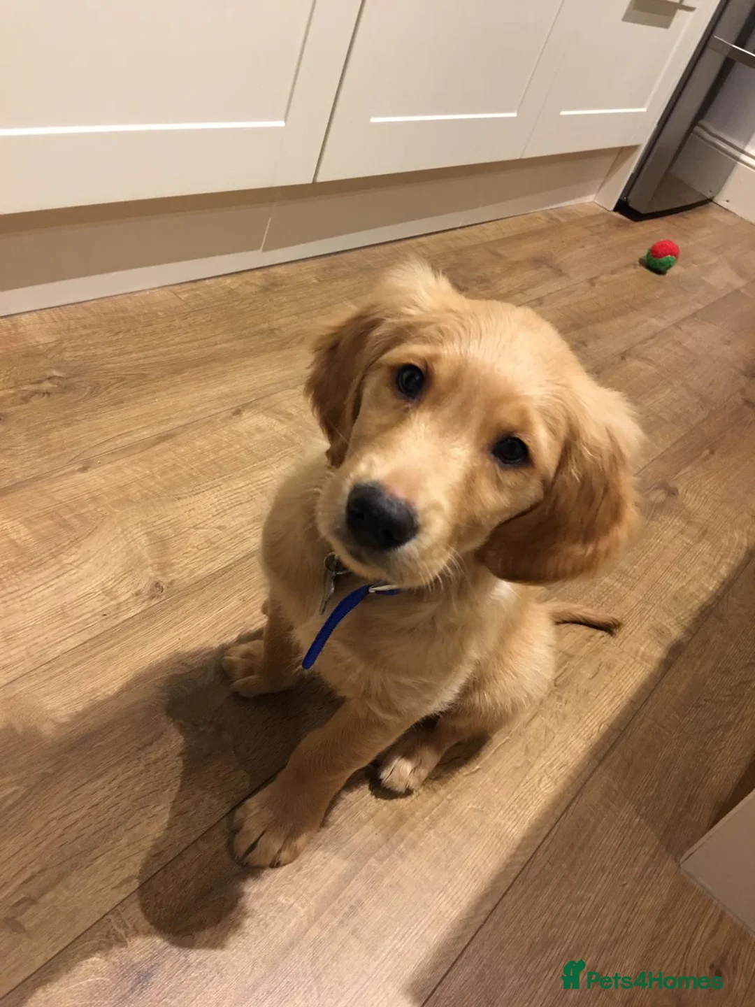 Golden Retriever dogs for stud: PROVEN & HEALTH TESTED Dark Red KC Retriever Stud - Advert 15