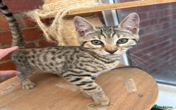 Bengal cats for sale: Gorgeous brown spot bengal kittens Sofa ready  - Image 3
