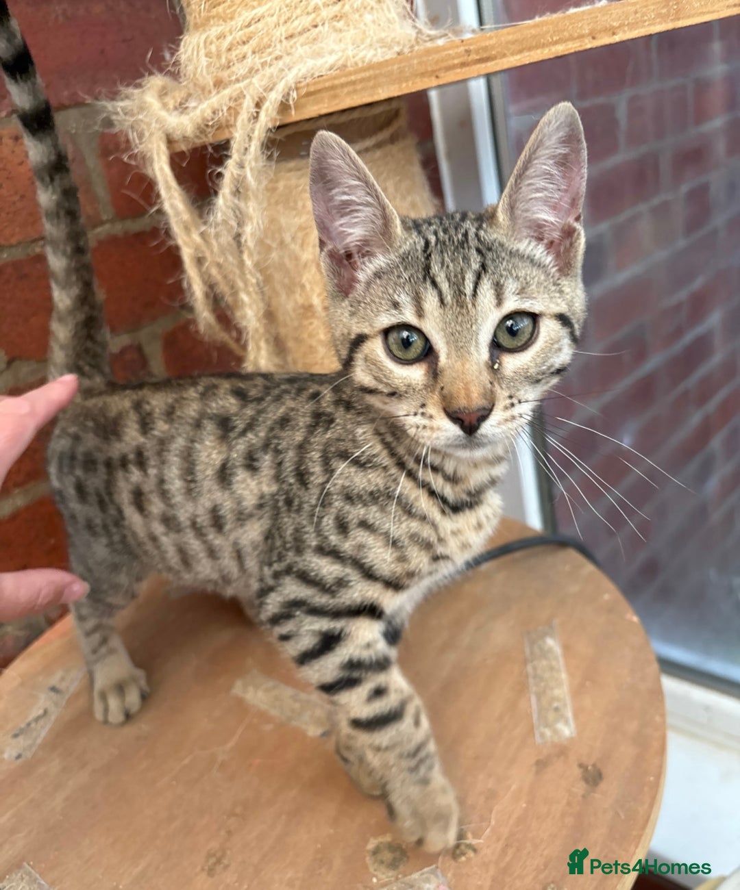 Bengal cats for sale: Gorgeous brown spot bengal kittens Sofa ready  - Image 3