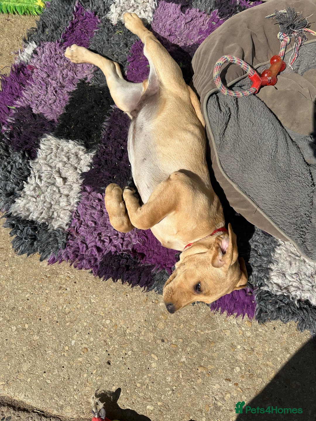 Labrador Retriever dogs for sale: Ready now!! KC Fox Red & Black Labrador Puppies - Image 29