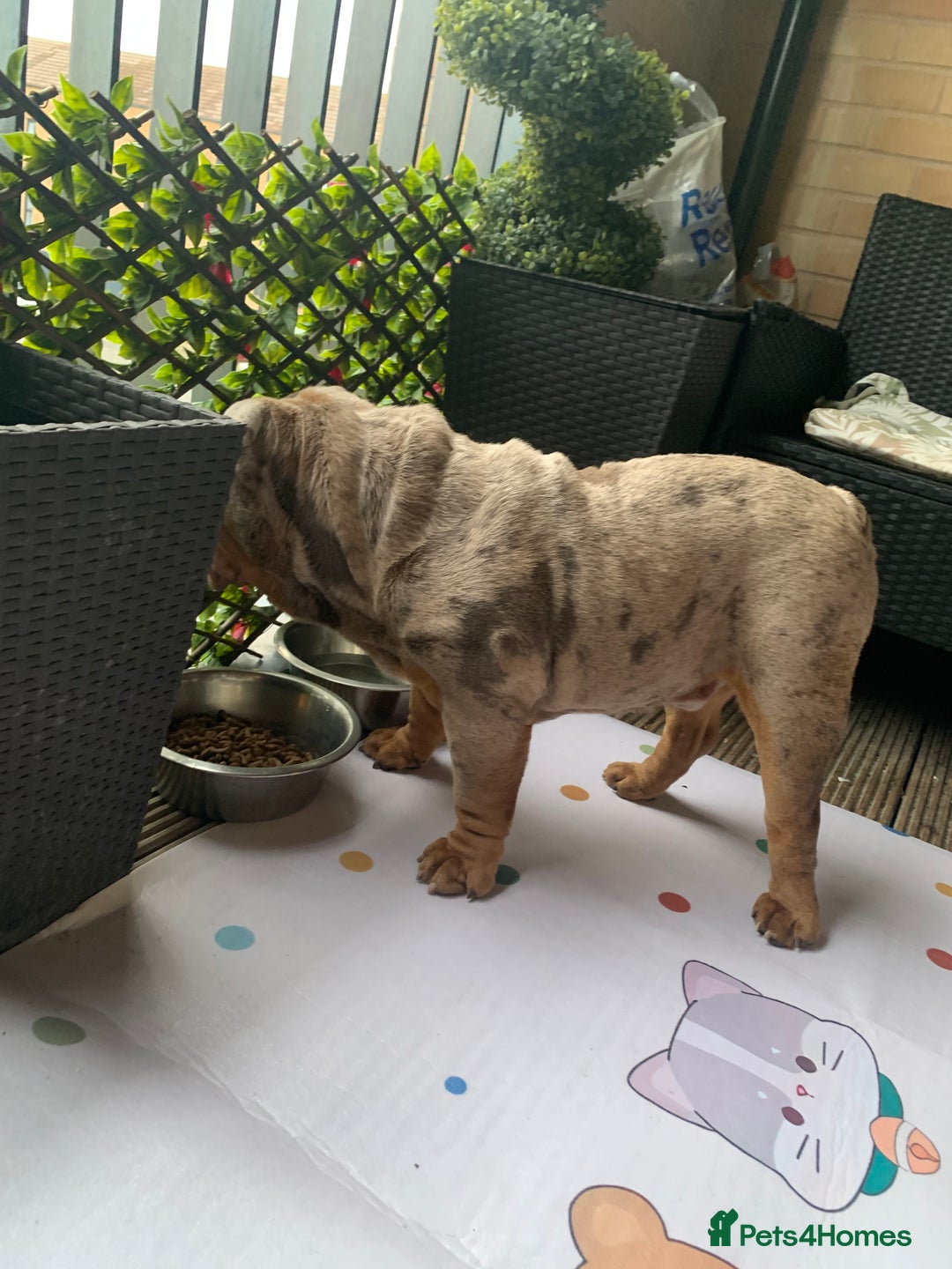 English Bulldog dogs for sale: English bulldog - Advert 8