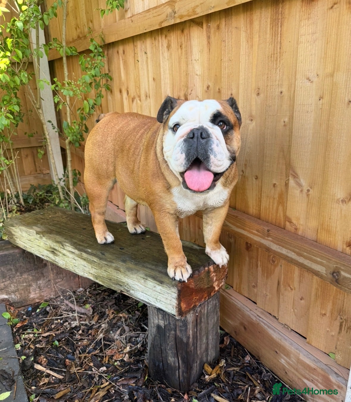 Mixed Breed dogs English bull dog X Cocker spaniel  - Advert 2