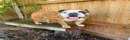 Mixed Breed dogs for sale: English bull dog X Cocker spaniel  - Advert 3