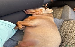 Miniature Dachshund dogs for sale: Digga - Advert 4