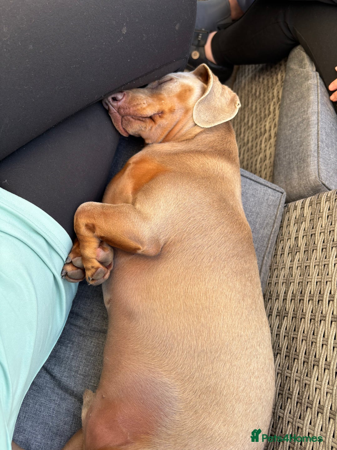 Miniature Dachshund dogs for sale: Digga - Advert 4