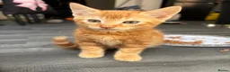Mixed Breed cats for sale: Adorable Kittens Looking for Loving Homes!  - Advert 32