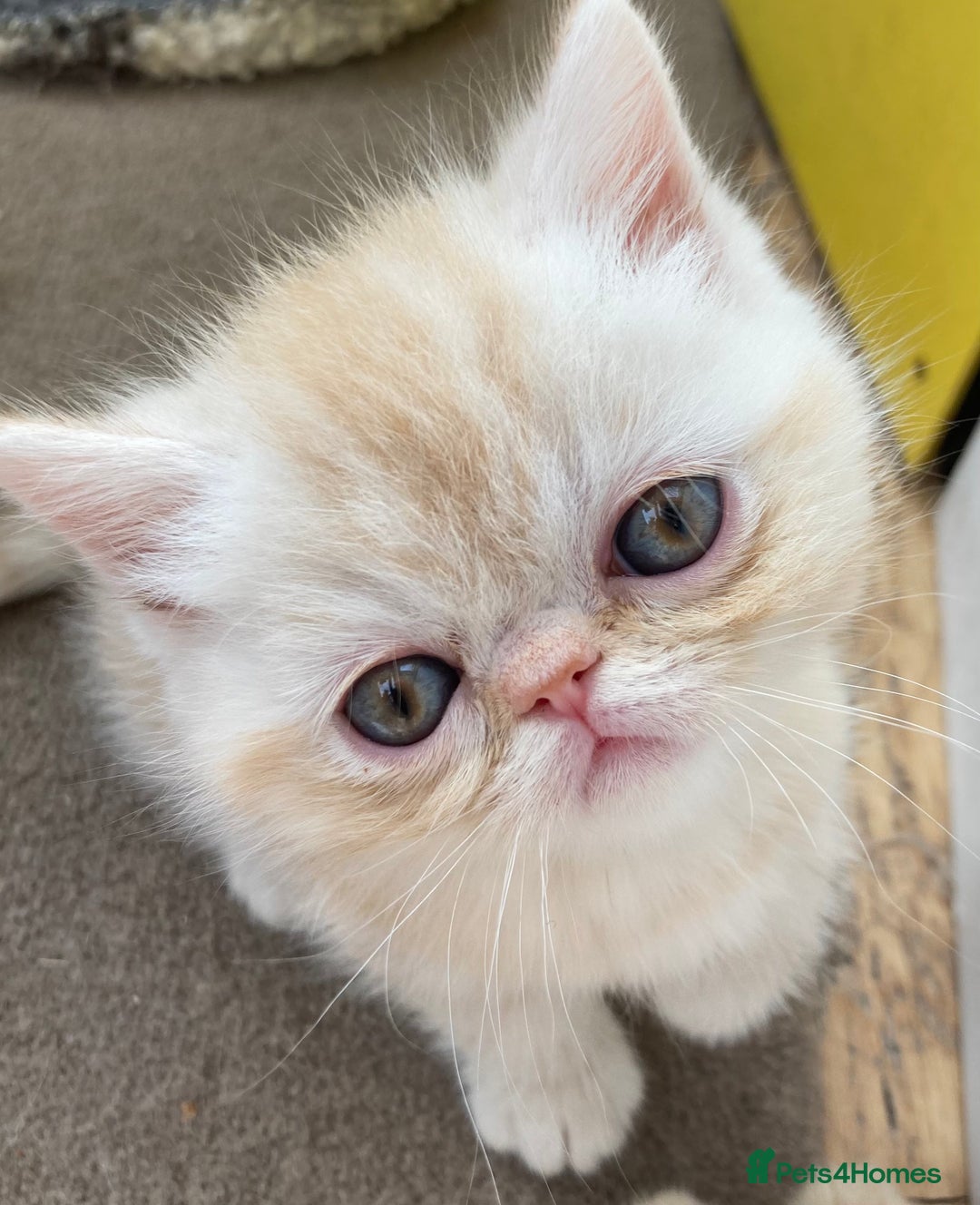 Exotic cats for sale: Exotic pedigree kittens  - Image 2