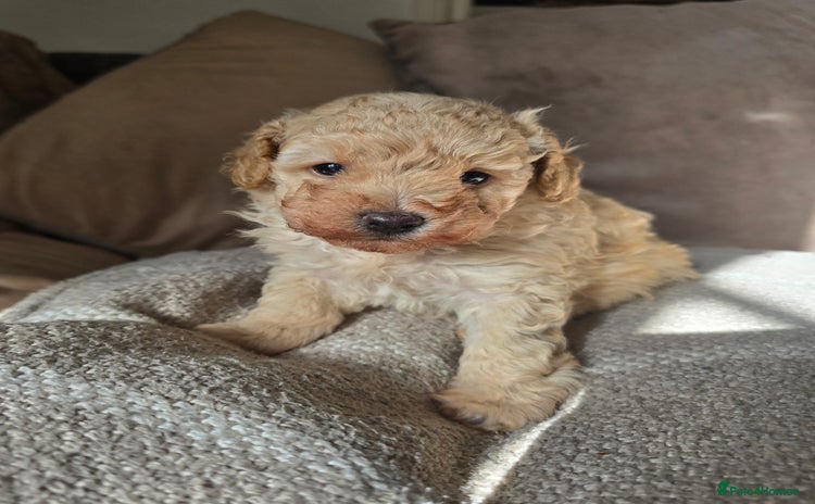 Toy Poodle dogs - Advert 1