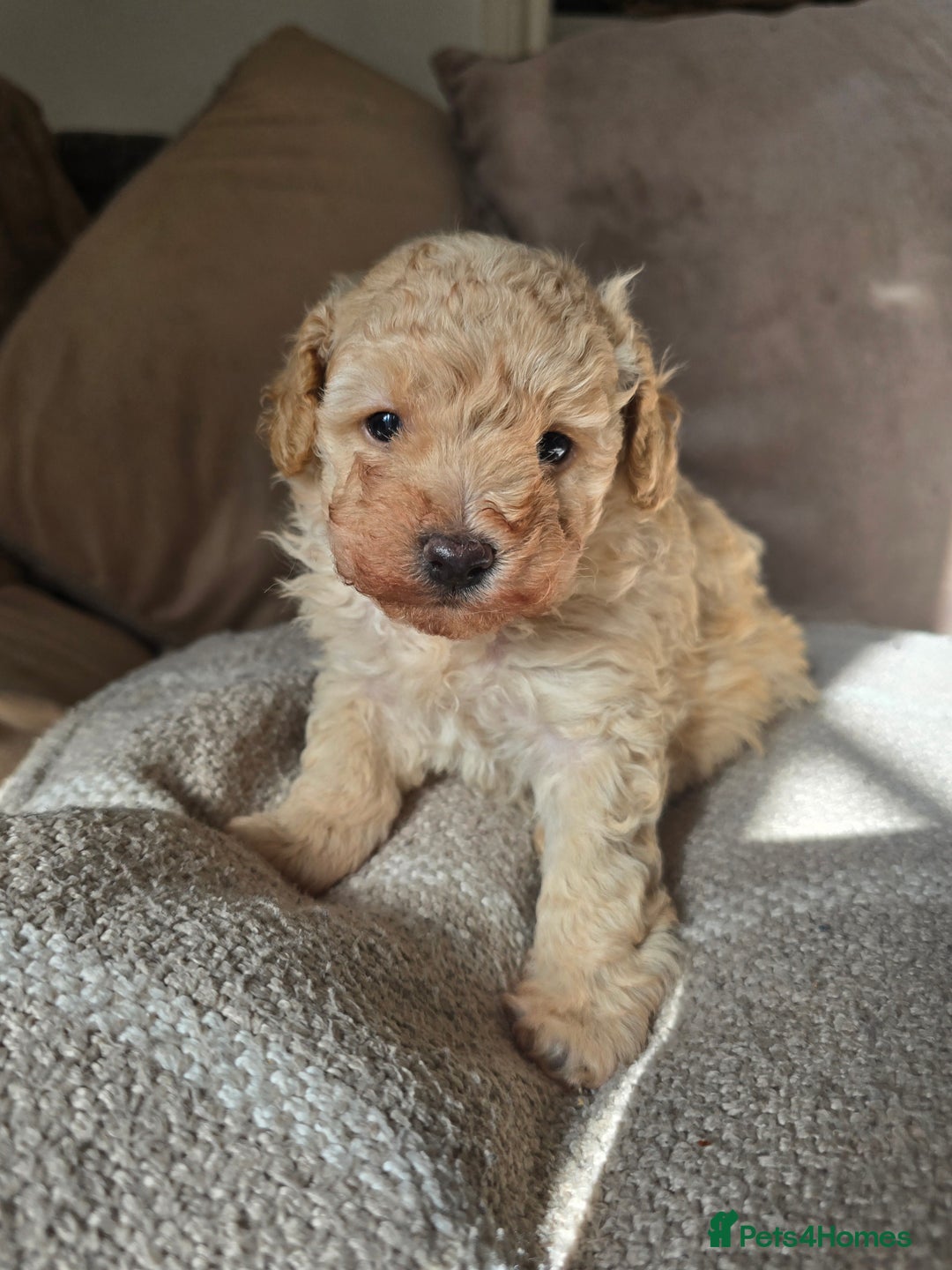 Toy Poodle dogs for sale: 💙 Beautiful tiny Toy poodle boy 💙 - Image 1